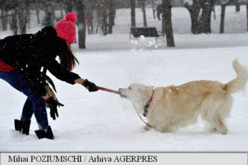 VETERINAR BRITANIC: Câinii se pot răni grav încercând să prindă din zbor un băț aruncat de stăpâni VETERINAR BRITANIC: Câinii se pot răni grav încercând să prindă din zbor un băț aruncat de stăpâni