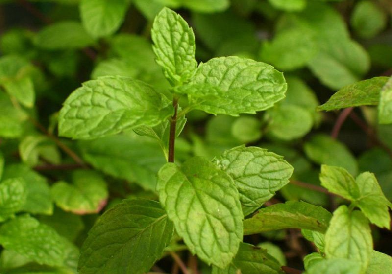 LEACURI DIN GRĂDINĂ: Menta LEACURI DIN GRĂDINĂ: Menta