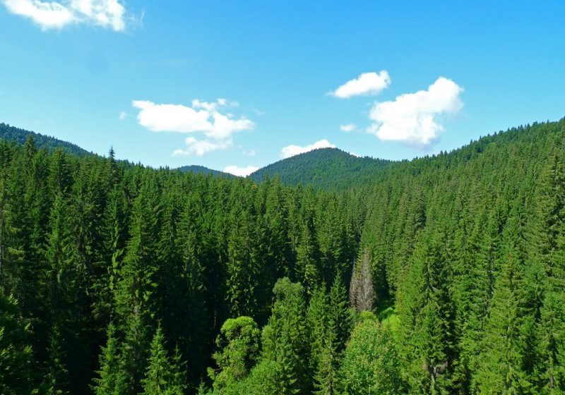 FOND FORESTIER: Maramureșul este pe locul patru în țară la păduri