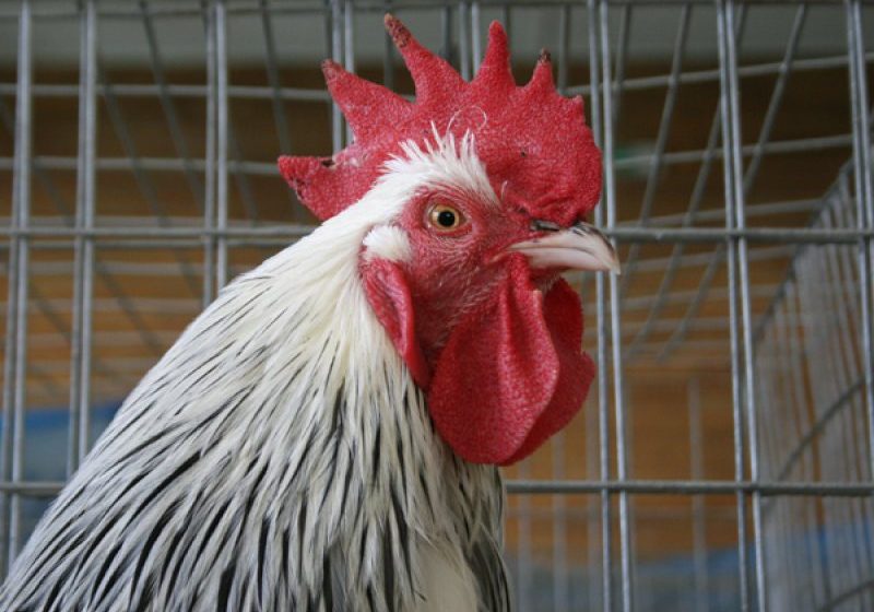 REPORTAJUL ZILEI: Peste 450 de păsări de curte, iepuri și porumbei au fost vedetele ediției din acest an a expoziției județene de păsări și animale mici
