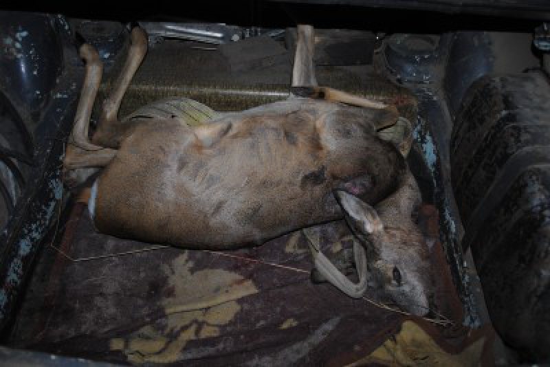 INCIDENTE REPETATE: Căprioare ucise și mâncate de câini, în Bârsana INCIDENTE REPETATE: Căprioare ucise și mâncate de câini, în Bârsana