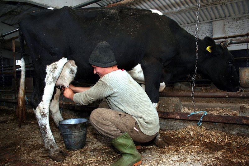 NEMULŢUMIRI: Producătorii de lapte solicită Guvernului o subvenție de 50 de bani pe litru