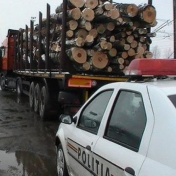 Peste 330 mc de material lemnos confiscat