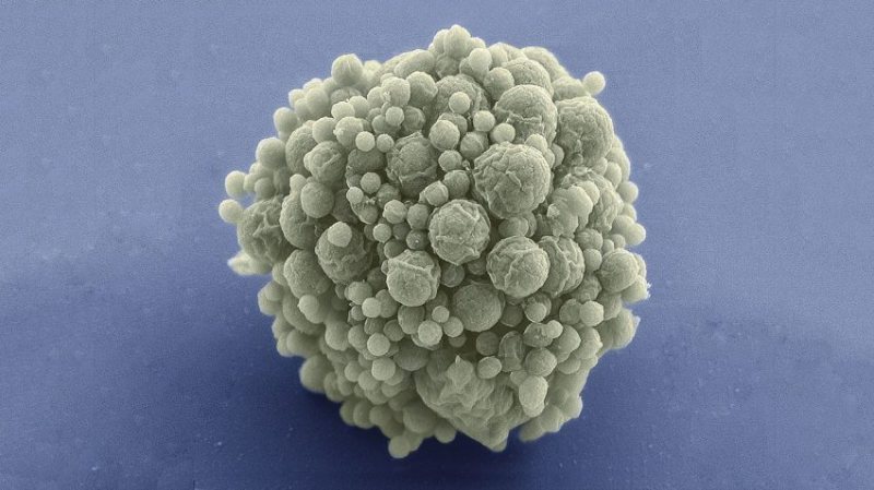 CERCETĂTORI: A fost creat în laborator cel mai mic genom al unui organism viu