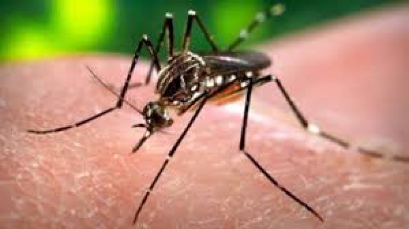 VIRUSUL ZIKA: OMS difuzează un ghid de măsuri pentru a se evita imunizarea țânțarilor față de insecticide