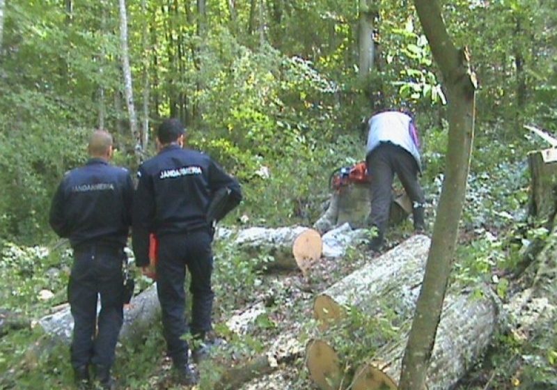 INFRACŢIUNI SILVICE: Peste 30 metri cubi de lemn confiscat de poliţişti INFRACŢIUNI SILVICE: Peste 30 metri cubi de lemn confiscat de poliţişti