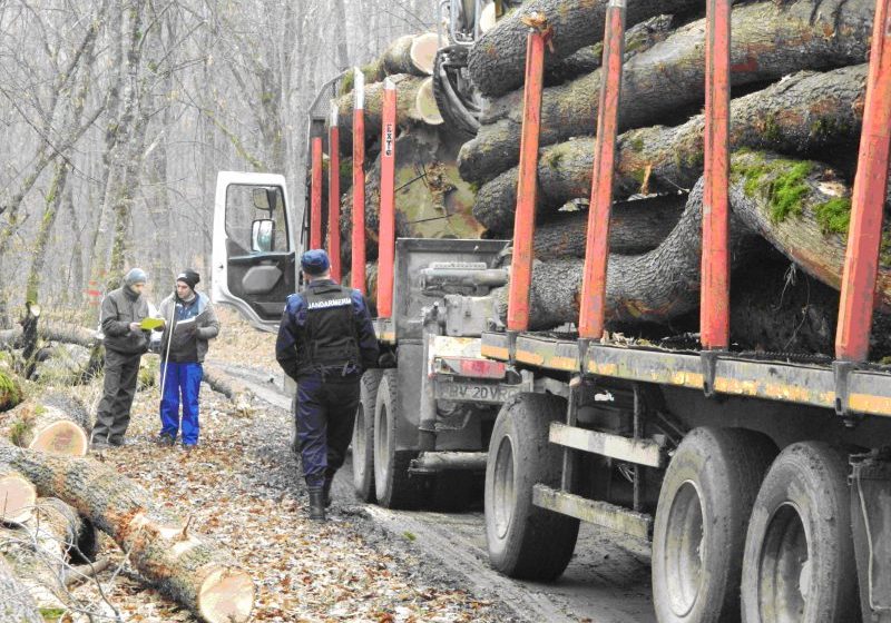 CONTROALE: 150 de dosare penale pentru infracțiuni silvice, în primele 6 luni ale anului CONTROALE: 150 de dosare penale pentru infracțiuni silvice, în primele 6 luni ale anului