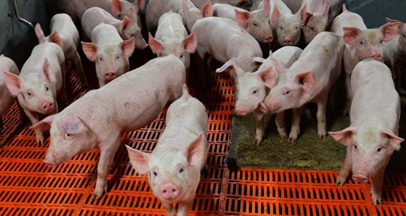 ANSVSA: Campanie de informare pentru a preveni apariția pestei porcine africane în România ANSVSA: Campanie de informare pentru a preveni apariția pestei porcine africane în România
