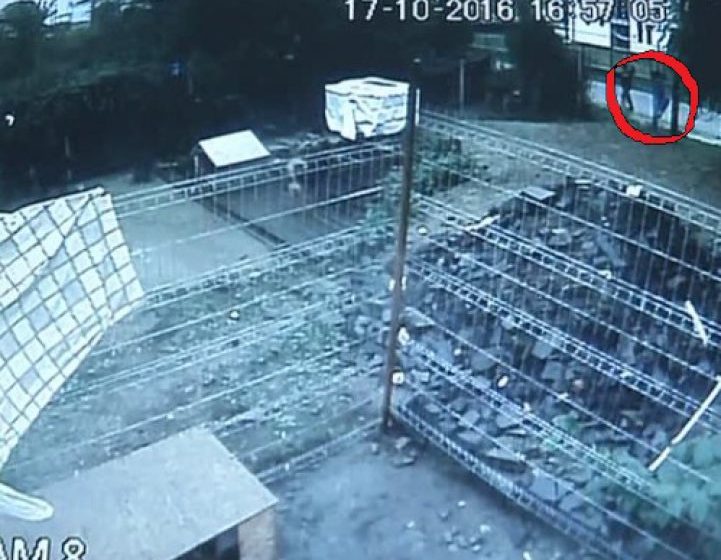 IMAGINAȚIA UNORA N-ARE LIMITE: O femeie a furat un câine de la adăpostul pentru animale