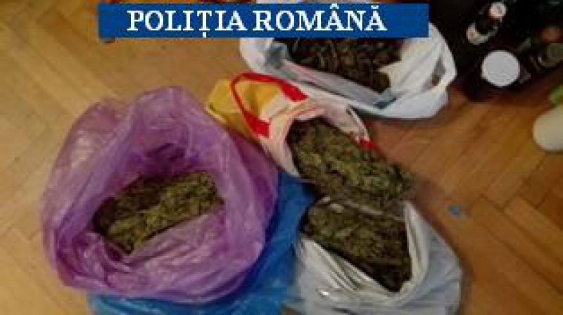 PERCHEZIȚII DOMICILIARE: 7 kilograme de cannabis ridicate de polițiști de pe propritățile unui băimărean care cultiva droguri PERCHEZIȚII DOMICILIARE: 7 kilograme de cannabis ridicate de polițiști de pe propritățile unui băimărean care cultiva droguri
