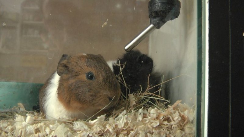 SĂRBĂTOARE ȘI LA SIGHET: Vânzări mai mari astăzi în magazinele de profil, de Ziua internațională a animalelor SĂRBĂTOARE ȘI LA SIGHET: Vânzări mai mari astăzi în magazinele de profil, de Ziua internațională a animalelor