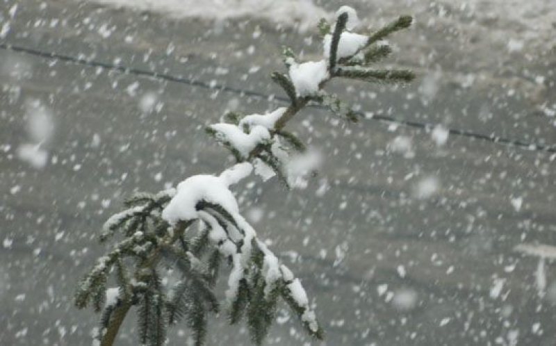ATENȚIONARE METEO: Cod galben de vânt și ninsoare în zonele înalte de munte din Maramureș ATENȚIONARE METEO: Cod galben de vânt și ninsoare în zonele înalte de munte din Maramureș