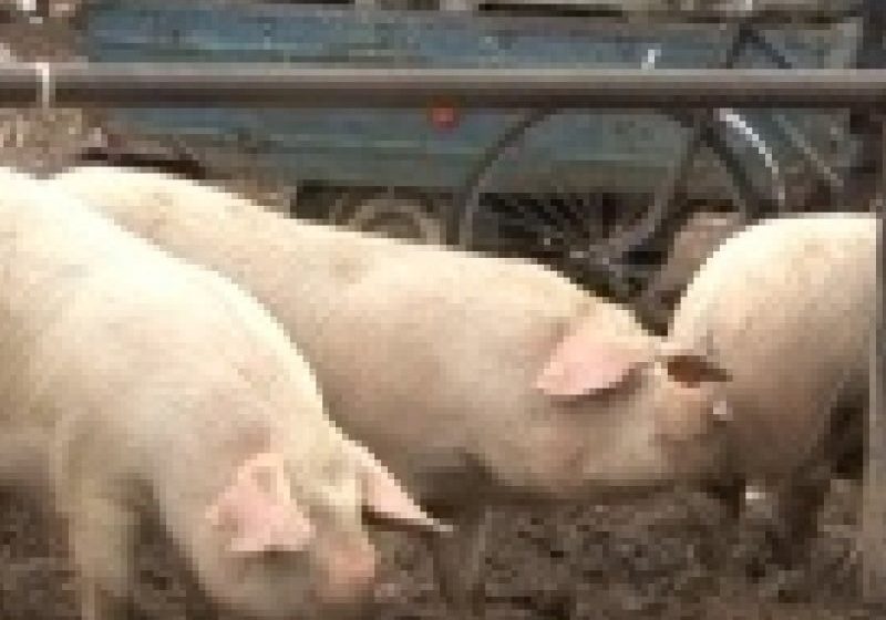 REPORTAJUL ZILEI: Greu și cu oamenii în vreme de iarnă, dar și cu animalele