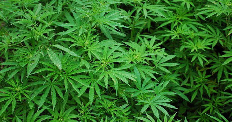 LEACURI: Germania legalizează cannabisul în scopuri medicale LEACURI: Germania legalizează cannabisul în scopuri medicale
