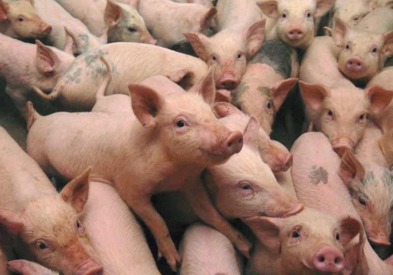 MĂSURI: Vânzarea porcilor în târguri, interzisă, din cauza riscului de pestă porcină africană MĂSURI: Vânzarea porcilor în târguri, interzisă, din cauza riscului de pestă porcină africană