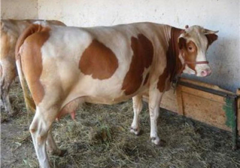 PROPUNERI LA MINISTER: Crescătorii de bovine pentru lapte solicită sprijin autorităților PROPUNERI LA MINISTER: Crescătorii de bovine pentru lapte solicită sprijin autorităților