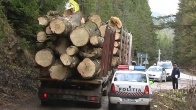 S-A LĂSAT CU AMENZI: Controale pentru depistarea transporturilor ilegale de material lemnos S-A LĂSAT CU AMENZI: Controale pentru depistarea transporturilor ilegale de material lemnos