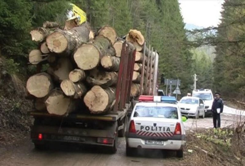 DELICTE SILVICE: Amenzi usturătoare pentru mai mulți maramureșeni DELICTE SILVICE: Amenzi usturătoare pentru mai mulți maramureșeni