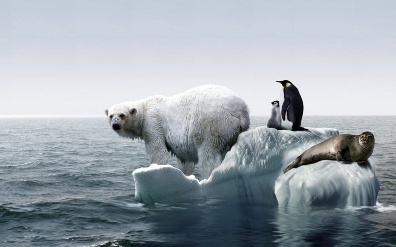 ÎNCĂLZIRE GLOBALĂ: Impactul schimbării climatice asupra animalelor a fost până în prezent mult subestimat ÎNCĂLZIRE GLOBALĂ: Impactul schimbării climatice asupra animalelor a fost până în prezent mult subestimat