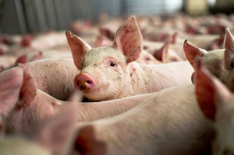 DE TEAMA PESTEI PORCINE: Precauții la frontieră – produsele de origine animală sunt confiscate DE TEAMA PESTEI PORCINE: Precauții la frontieră – produsele de origine animală sunt confiscate