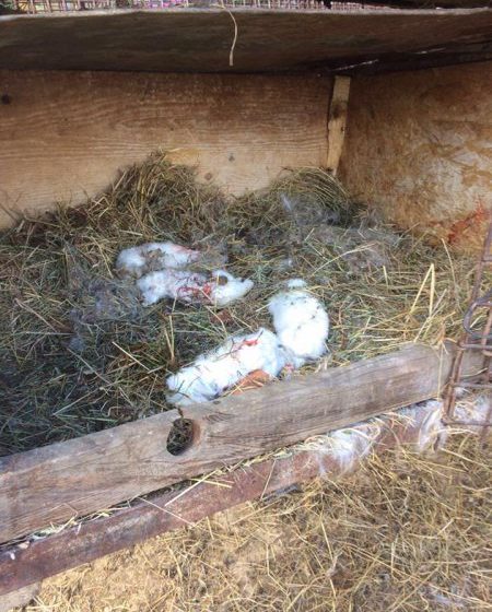 SCENE DE GROAZĂ: Câinii comunitari au făcut prăpăd în gospodăria unui sighetean, ucigând animale și păsări