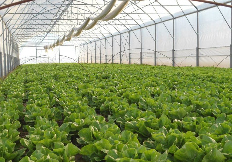 APIA: S-au stabilit cuantumurile schemelor de sprijin cuplat în sectorul vegetal, aferente cererilor de plată pentru Campania 2016