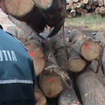 VIDEO | Lemnele la control: dosare penale și amenzi de zeci de mii de lei VIDEO | Lemnele la control: dosare penale și amenzi de zeci de mii de lei