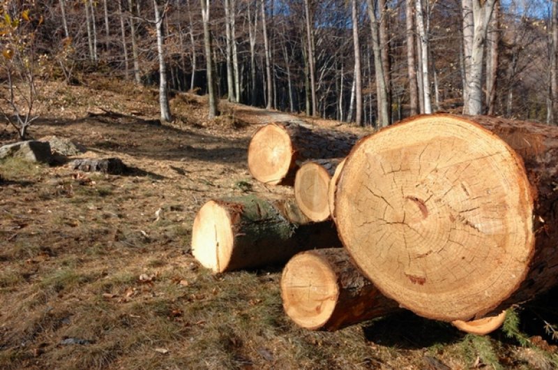 DESCINDERI: Zeci de percheziții la persoane bănuite de tăieri ilegale de arbori
