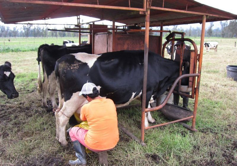APIA: Ajutorul excepțional pentru producătorii de lapte se va acorda până în toamnă APIA: Ajutorul excepțional pentru producătorii de lapte se va acorda până în toamnă