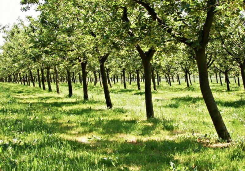 INVESTIȚIE: Nucii, afacerea care-ţi poate aduce profit de peste 600.000 de euro