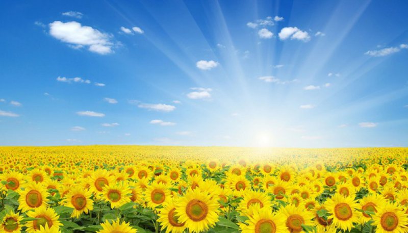 PROGNOZA METEO: Vremea se va menţine călduroasă, caniculară la orele amiezii. Zonele din ţară, unde va ploua PROGNOZA METEO: Vremea se va menţine călduroasă, caniculară la orele amiezii. Zonele din ţară, unde va ploua