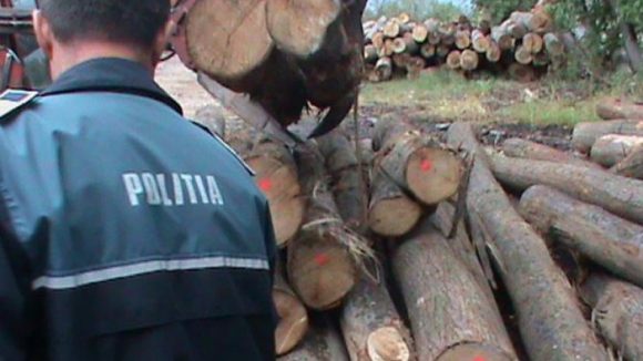 Lemne confiscate în Botiza şi Suciu de Sus
