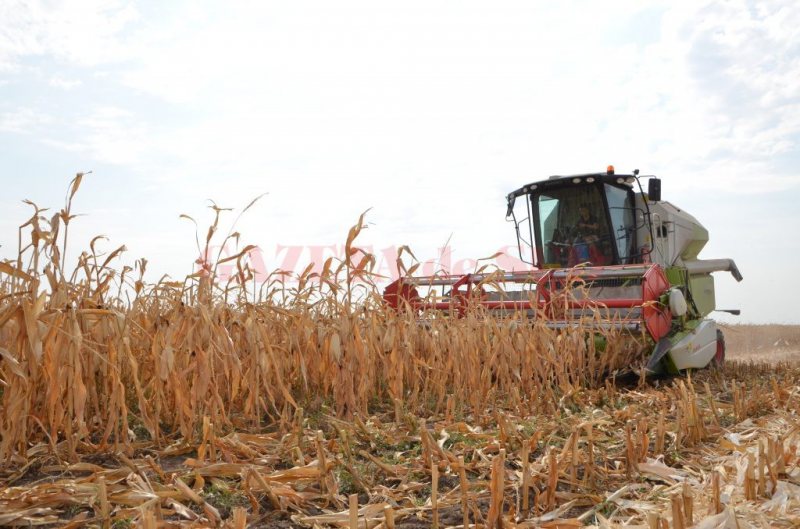 DEZASTRU ÎN AGRICULTURĂ: Cum afectează canicula culturile de legume, porumb, floarea-soarelui şi soia DEZASTRU ÎN AGRICULTURĂ: Cum afectează canicula culturile de legume, porumb, floarea-soarelui şi soia