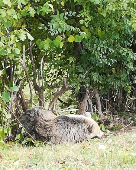 OPERAȚIUNE DE SALVARE: Jandarmii maramureșeni au salvat și eliberat în habitatul său natural un urs care a fost prins într-un lanț