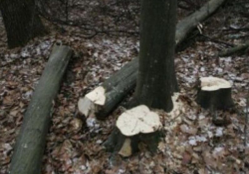 AU ÎNCURCAT-O: S-au ales cu dosare penale după ce au tăiat ilegal arbori