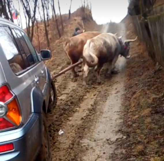 ROMÂNIA PITOREASCĂ: O femeie a fost dusă la medic cu o mașină trasă de boi ROMÂNIA PITOREASCĂ: O femeie a fost dusă la medic cu o mașină trasă de boi