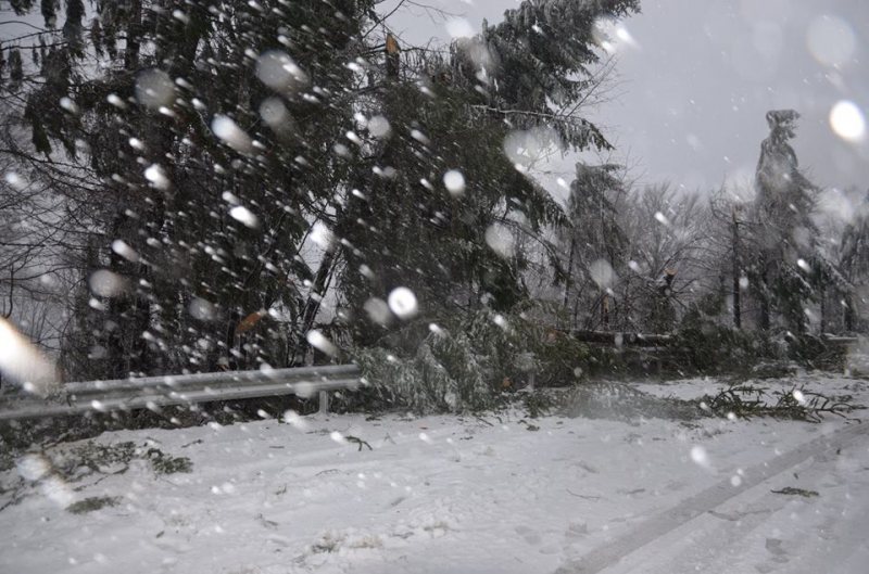 PAGUBE ÎN MARAMUREȘ: Copaci prăbușiți, trafic blocat pe DN 18 și un stâlp de la rețeaua electrică rupt PAGUBE ÎN MARAMUREȘ: Copaci prăbușiți, trafic blocat pe DN 18 și un stâlp de la rețeaua electrică rupt