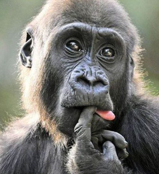 AFACEREA ZOO: Un proiect la care unii se uită ca maimuța la poarta nouă