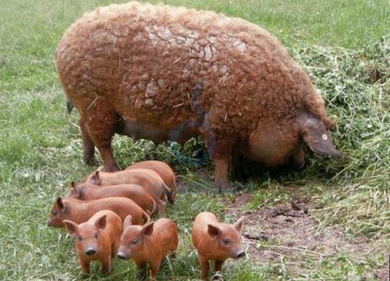 FAPT: Danemarca are de două ori mai mulţi porci decât oameni