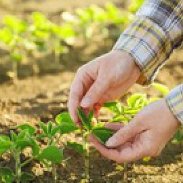 BINE DE ȘTIUT: Ce condiții trebuie să îndeplinești pentru a primi, ca tânăr fermier, un ajutor nerambursabil de 50.000 de euro BINE DE ȘTIUT: Ce condiții trebuie să îndeplinești pentru a primi, ca tânăr fermier, un ajutor nerambursabil de 50.000 de euro