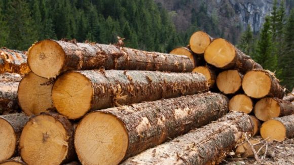 VIDEO | Arbori tăiați ilegal totalizând aproape 30 de metri cubi VIDEO | Arbori tăiați ilegal totalizând aproape 30 de metri cubi