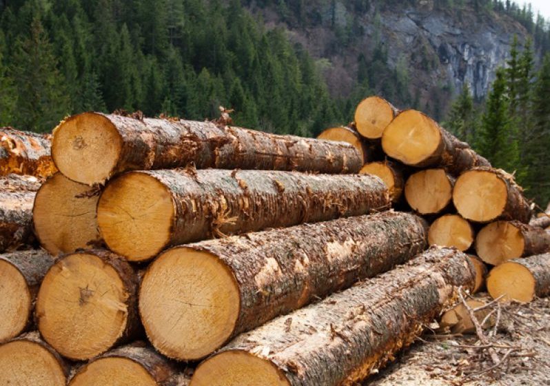 S-a lăsat cu percheziții într-un dosar de infracțiuni silvice