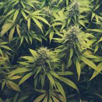 TRAFIC DE DROGURI DE RISC: Tinerii prinși în trafic de polițiști, cu 1 kilogram de cannabis, au fost arestați