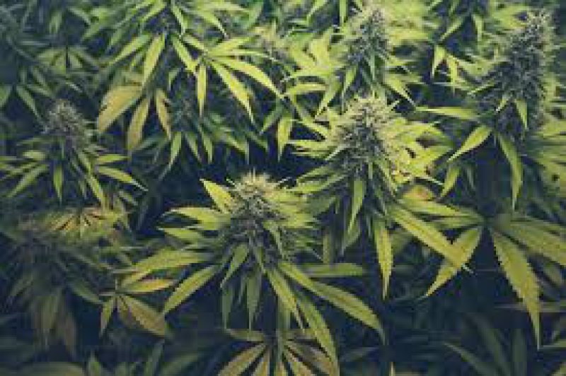 TRAFIC DE DROGURI DE RISC: Tinerii prinși în trafic de polițiști, cu 1 kilogram de cannabis, au fost arestați TRAFIC DE DROGURI DE RISC: Tinerii prinși în trafic de polițiști, cu 1 kilogram de cannabis, au fost arestați