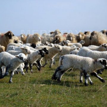 PROCES: Un cioban român dă în judecată UE, alături de fermierii europeni afectați de schimbările climatice