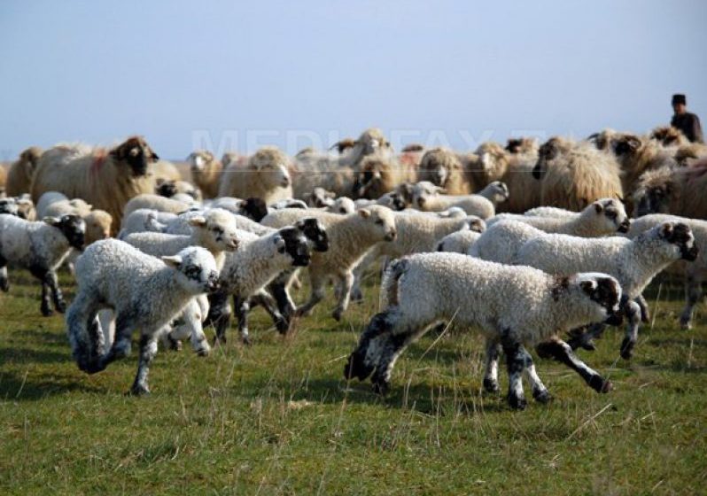 PROCES: Un cioban român dă în judecată UE, alături de fermierii europeni afectați de schimbările climatice