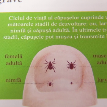 REPORTAJUL ZILEI: 25 de cazuri de înțepături de căpușe se înregistrează zilnic, în medie, la Spitalul de Boli Infecțioase REPORTAJUL ZILEI: 25 de cazuri de înțepături de căpușe se înregistrează zilnic, în medie, la Spitalul de Boli Infecțioase