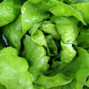 MEDICII RECOMANDĂ: Planta care activează creierul şi calmează nervii MEDICII RECOMANDĂ: Planta care activează creierul şi calmează nervii