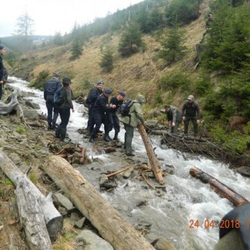 SCANDAL ÎN CODRU: Silvicultori înjurați de hoți de lemne, la Șomcuta Mare