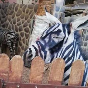 ACUZE LA ZOO: Un măgar ar fi fost vopsit ca să fie luat drept zebră